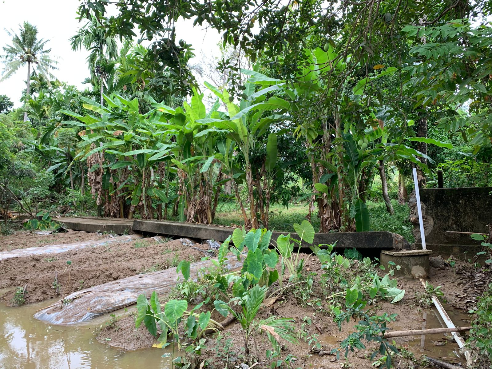 Tanggul Penahan Ambruk Penyebab Banjir